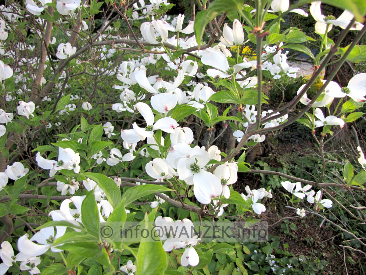 Cornus florida - Blueten jung nah.JPG